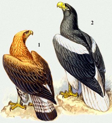 Хищные птицы. 1. Беркут; 2. Белоплечий орлан.