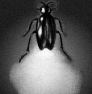 Биолюминесценция. Светящийся жук Photurus pensylvanica.