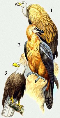 Хищные птицы. 1. Сип-кумай; 2. Ягнятник; 3. Белоголовый орел.
