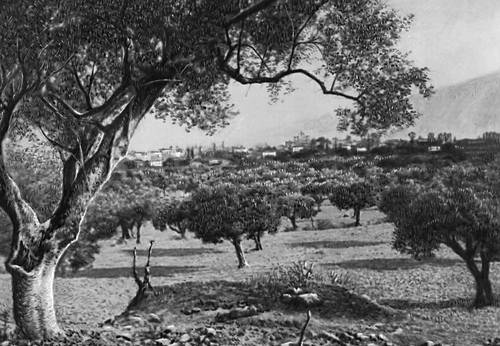 Оливковые насаждения на полуострове Пелопоннес, в районе г. Спарта.