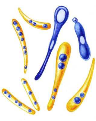 Включения запасного вещества — гранулёзы (окрашивается иодом в синий цвет) в клетках анаэробной бактерии во время образования ею спор.