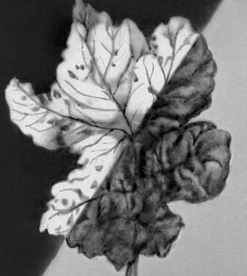 Фотография «больного» листа дерева при обычном (справа, внизу) и инфракрасном (слева, вверху) освещении.