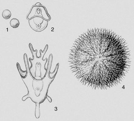 Рис. 4 (IV). Метаморфоз морского ежа: 1 — яйца, 2, 3 — личинки (2 — диплеурула, 3 — плутеус), 4 — взрослый морской ёж.