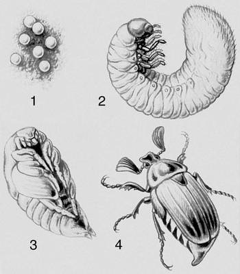 Рис. 4 (V). Метаморфоз жука: 1 — яйца, 2 — личинка, 3 — куколка, 4 — взрослый жук.