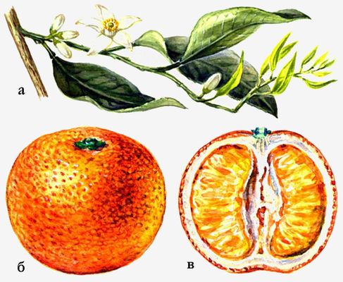 Цитрусовые культуры. Мандарин (а — ветка с цветками, б — плод, в — плод в разрезе).
