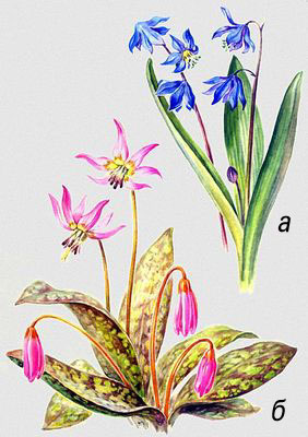 Луковичные растения: а — пролеска сибирская (Scilla sibirica); б — кандык собачий зуб (Erythronium dens-canis).