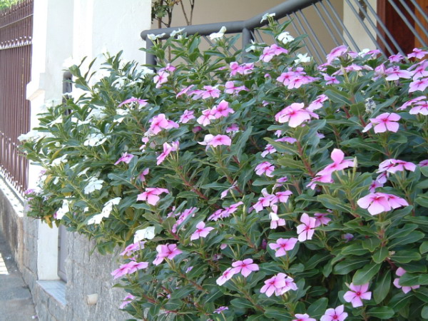 http://dic.academic.ru/pictures/dewiki/99/catharanthus_roseus.jpg