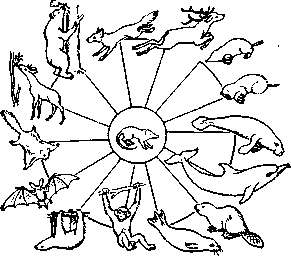 Адаптивная радиация плацентарных   млекопитающих, имеющих общего предка (в центре).
