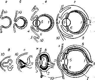 Схема эмбрионального развития и строения глаза головоногих моллюсков (а — г) и позвоночных (д — з): 1 — сетчатка; 2 — пигментная оболочка; 3 — роговица; 4 — радужка: 5 — хрусталик; 6 — ресничное тело; 7 — сосудистая оболочка; 8 — склера; 9 - зрительный нерв; 10 — покровная эктодерма.; 11 — головной мозг.