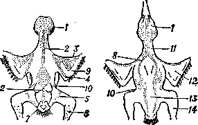 Расположение птерилий и аптерий у кедровки (Nucifraga caryocatactes): слева — вид со спинной стороны, справа — с брюшной. Птерилий: 1 — головная; 2 — спинная; 3 — крыловая; 4 — плечевая; 5 — бедренная; 6 — ножная; 7 — хвостовая; 8 — грудная. Аптерий: 9 — верхняя крыловая; 10 — боковая; 11 — шейная: 12 — нижняя крыловая; 13 — брюшная;   14 — ножная.