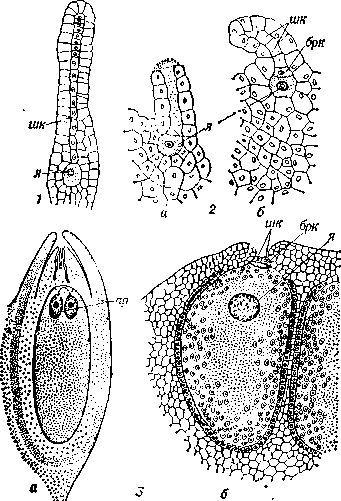 Архегоний: 1 — у мха антоцероса (Anthoce-ros); 2 — у папоротника щитовника мужского (Dryopteris filix-max): a — зрелый вскрывшийся, б — молодой невскрывшийся; 3 — у ели (Picea): a — продольный разрез через семязачаток с 2 архегониями, б — зрелый архегоний; шк — шейковые клетки, брк — брюшная клетка, я — яйцеклетка, ар — архегоний.