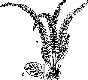 Асплениум   волосовидный:   а — общий   вид; б — сегмент с сорусами.