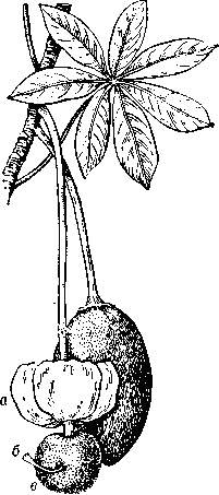 Баобаб, плод и цветок (а — венчик, б — гинецей, в — андроцей, длинные нити тычинок в нижней части срослись в трубку, окружаюшую гинецей).
