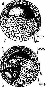 Гаструла зародыша   лягушки: 1 — начало гаструляции; 2 — поздняя гаструла; б — бластоцель, бп — бластопор, сп. г. — спинная губа бластопора, бр. г.— брюшная губа бластопора; г — гастроцель; ж — желточная пробка.