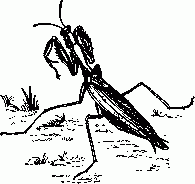 Обыкновенный богомол (Mantis reltgiosa).