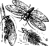 Обыкновенная вислокрылка (Sialis lutaria) в полёте и    сидячая:    а — личинка.