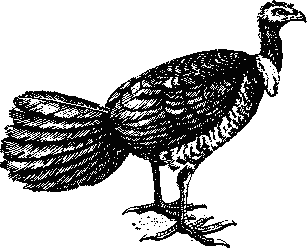 Австралийская сорная курица (Alectura lathami).