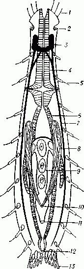 Схема строения брюхоресничного червя (гермафродита):   1 — осязательные  сенсиллы;  2 — обонятельные ямки; 3 — окологлоточное нервное кольцо с парными ганглиями; 4 — мускулистая глотка; 5 — прикрепительные трубочки; 6 — средняя кишка; 7 — нервные стволы; 8 — семенники; 9 — яичник; 10 — мужское половое отверстие; 11 — женское половое отверстие; 12 — анус; 13 — клейкие железы.