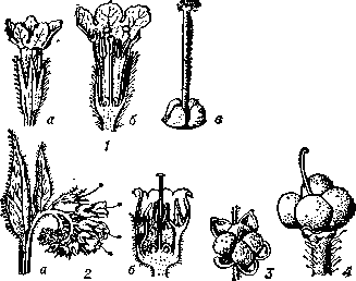 Бурачниковые: 1 — цветок медуницы (Pulmonaria obscura): а — общий вид, б — разрез, в — пестик; 2 — окопник (Symphytum officinale): а — соцветие. б — разрез цветка; 3 — плод чернокорня (Cynoglossum officinalisy, 4 — плод воробейника (Lithospermum officinale).