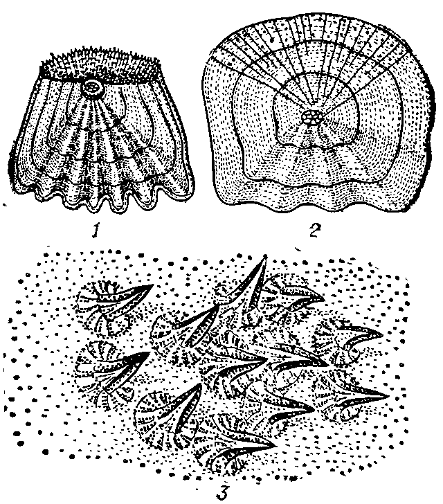 Чешуя костных и хрящевых рыб: 1 — ктеноидная (окунь); 2 — циклоидная (карповая рыба);   3 — плакоидная  (гигантская   акула).