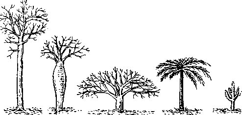 Деревья: 1 — дерево обычного типа; 2 — дерево с водозапасающим стволом («бутылочное»); 5 — дерево с зонтиковидной кроной; 4 — розеточное дерево (пальма); 5 — суккулентно - стеблевое   дерево   (кактус).