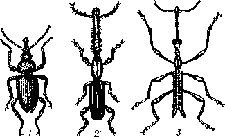 Длиннотелы: 1 — пустынный; 2 — гватемальский    (Nematocephalus   guatemalensis);    3 — лепторинхус    (Leptorrhynchus   linearis).