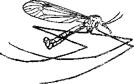Долгоножка (Tipula paludosa).