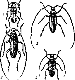 Дровосеки:   1 — домовый;   2 — большой  дубовый   (Cerambyx cerdo);    3   и   4 — большой чёрный еловый  (Monochamus urussovi), соответственно самец и самка.