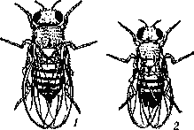 Дрозофила    (Drosophila    melanogaster):   1 — самка,   2 — самец.