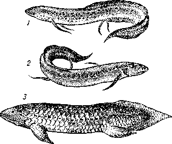 Двоякодышащие рыбы: 1 — протоптер (Protopterus annectens); 2 — чешуйчатник; 3 — рогозуб.