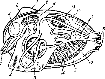 Схема организации двустворчатого моллюска: 1 — раковина; 2 — лигамент; 3 — мускулы-замыкатели; 4 — нога; 5 — мантия; 6 — сифон; 7 — околоротовые лопасти; 8 — желудок; 9 — печень; 10 — почка; 11 — гонада; 12 — сердце; 13 — перикард; 14 —жабры.