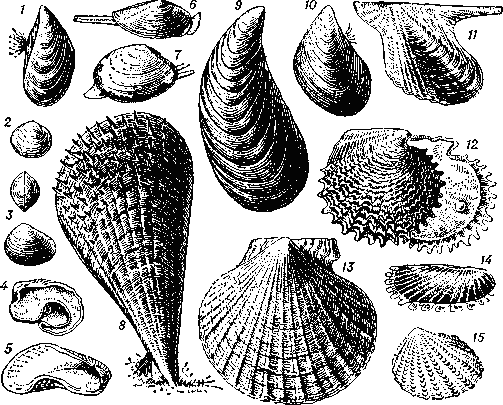 Двустворчатые моллюски: 1 — речная дрейссена (Dreissena polymarpha); 2 — шаровка роговая (Sphaerium corneum); 3 — горошинка речная (Pisidium amnicum); 4, 5 — створка с выводковой камерой: 4 — текалии (Thecalia concamerata), 5 — минерии (Mineria minima): 6 — северная иольдия (Yoldia hyperborea); 7 — известковая макома (Масота calcarea); 8 — пинна иглистая (Pinna muricata); 9, 10 — мидии: 9 — гигантская, или чёрная, ракушка (Mytilus grayanus), 10 — черноморская (М. galloprovincialisy), 11, 12 — морские жемчужницы: 11 — птериа пингвин (Pteria penguin), 12 — лучистая жемчужница (Pinctada radiata): 13 — приморский гребешок (Patinopecten yessoensis); 14 — солемия бореальная (Solemya   borealis);   15 — неотригоння    жемчужная    (Meotrigonia   margaritacea). 