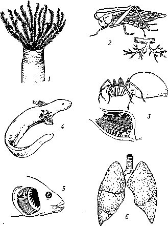 Схематическое изображение органов дыхания у различных животных: 1 — наружные жабры кольчатого червя; 2 — трахеи насекомых; 3 — лёгкие типа книжки у паука; 4 — наружные жабры тритона; 5 — внутренние   жабры   рыбы;   6 — лёгкие   человека.