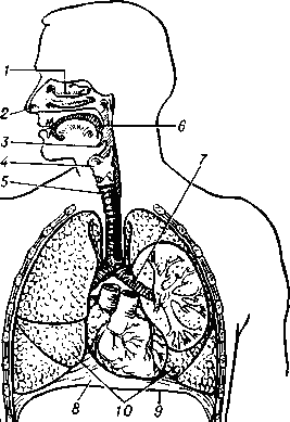 Дыхательная система человека: 1 — носовая полость; 2 — ноздри; 3 — надгортанник; 4 — гортань; 5 - трахея; 6 — глотка; 7 — бронхи; 8 — плевральная полость; 9 — диафрагма;   10 — лёгкие.