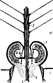 Схема строения джонстонова органа комара семейства (Culicidae): первый (1) и второй (2) членики антенны: 1 — антеннальнын нерв; 2 — базалъная пластинка; 3 — жгутик антенны с волосками; 4 — нерв джонстонова органа; 5 и 6 — наружные и внутренние хордотональные сенсиллы. 