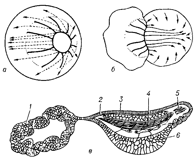 Схема направлений морфогенетических движений при гаструляции (а) и экзогаструляции (б) у зародыша лягушки: сплошные линии — движение клеток по поверхности, пунктирные — внутри зародыша; (в) — дифференцировка экзогаструлировавшего зародыша; 1 — атипичный эпидермис; 2 — эпителий кишечника: 3 — хорда; 4 — сомиты; 5 — мезодерма головы; 6 — энтодерма.