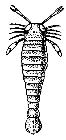  Ракоскорпион рода  (Pterygotus) из силура Сев. Америки.