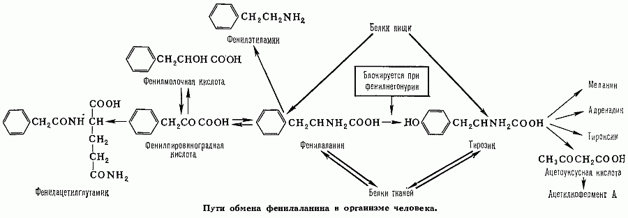Биологический Энциклопедический Словарь 1986