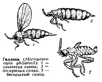 Галлица   (Micropteroтуга   ghilarovi):  1 —крылатая самка;   2 —бескрылая самка; 3 —бескрылый самец.