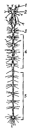 Брюшная нервная цепочка омара (Homarus), свойственная многим  беспозвоночным:   1 — зрительный   нерв, 2 — надглоточный,        3 — подглоточный, 4 — грудные   и   5 — брюшные ганглии.