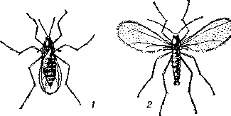 Гессенская муха: 1 — самка со сложенными крыльями;     2 — самец    с     расправленными крыльями.