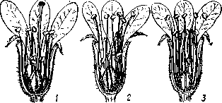 Гетеростилия     у     дербенника    иволистиого (Lythrum    salicaria):    1 — длинностолбчатый цветок (тычинки короткие); 2 — среднестолб чатый  (тычинки   короткие  и   длинные);   3 — короткостолбчатый (тычинки длинные).