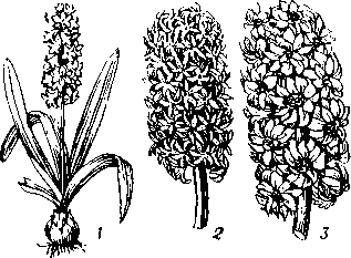 Гиацинт восточный:   1 — цветущее  растение; 2 — соцветие немахровой формы;  3 — соцветие  махровой   формы.