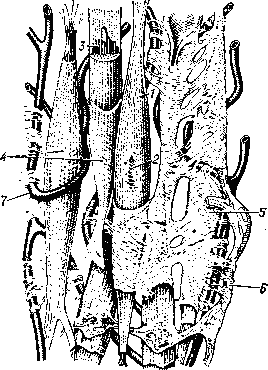 Схема  строения  гладкой   мышечной  ткани: 1 — гладкомышечная   клетка;   2 — её   ядро; 3 — миофиламенты;    4 — сарколемма;     5 — соединительная   ткань;    6 — нерв;    7 — кровеносный  капилляр.