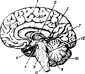 Головной мозг человека (правая половина, вид слева): 1 — большое полушарие; 2 — зрительный бугор (таламус); 3— надбугорье (эпиталамус); 4 — подбугорье (гипоталамус); 5 — мозолистое тело; 6 — гипофиз; 7 — четверохолмие; 8 — ножки мозга; 9 — варолиев мост; 10 — мозжечок; 11 — продолговатый мозг; 12 — четвёртый желудочек головного мозга.