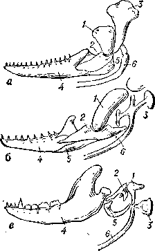 Гомология слуховых косточек среднего уха млекопитающего (в) костям висцерального черепа костной рыбы (а) и пресмыкающегося (б): 1 — квадратная кость (наковальня млекопитающих); 2 — сочленовная кость (молоточек млекопитающих); 3 — гиомандибуляр-ная кость (стремечко наземных позвоночных); 4 — зубная кость; 5 — угловая кость (барабанная кость млекопитающих); 6 — гиоид.