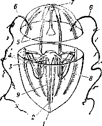 Схема строения гребневика: 1 — ротовое отверстие; 2 — глотка; 3 — желудок; 4 — меридиональные каналы; 5 — ряды гребных пластинок; 6 — щупальца; 7 — аборальный орган; 8 — влагалища щупалец; 9 — каналы, идущие   к   оральному   полюсу.
