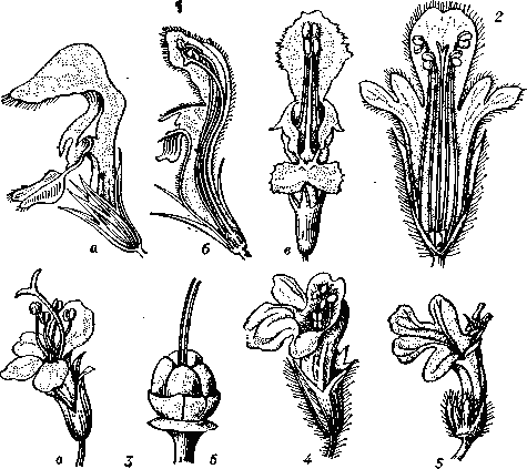 Цветки губоцветных: 1 — яснотки белой (Lamium album), a — вид сбоку, б — продольный разрез, в — вид спереди с отогнутой верхней губой; 2 — пустырника шерстистого (Leonurus lanatus), в развёрнутом виде; 3 — тимьяна (Thymus), a — общий вид, б — завязь с нижней частью столбика; 4 — мелиссы лекарственной (Mellissa officiinalis); 5 — живучки пол-зучей     (Ajuga    reptans).