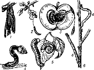 Гусеницы  и  их  защитные   приспособления: 1 — чехлик мешочницы (Fumea casta); 2 — дубовая листовёртка (Tortrix viridana); 3 — яблонная плодожорка (Laspeyresia pomonella); 4 — гусеница бражника (Lencorhampha ornatus) в угрожающей позе; 5 — ложногусеница берёзового листового пилильщика (Cimbex femorata); 6 — криптическая форма гусениц пяденицы (а — в движении, 6 — в защитной позе).