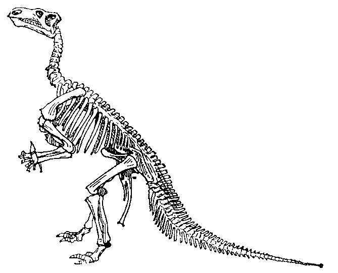 Скелет   игуанодонта (Iguanodon bernissartensis).